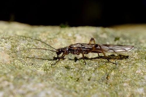 Protonemura sp.